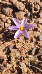 Syringodea longituba