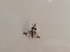 Neoleucinodes