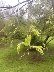 Celtis