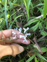 Plectranthus ciliatus