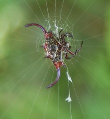 Gasteracantha falcicornis