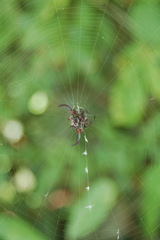 Gasteracantha falcicornis