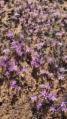 Syringodea longituba