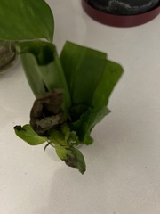 Pistia stratiotes