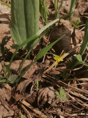 Gagea granulosa