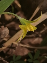 Gagea granulosa