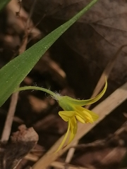 Gagea granulosa