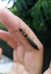 Cranopygia