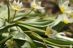 Tulipa bifloriformis