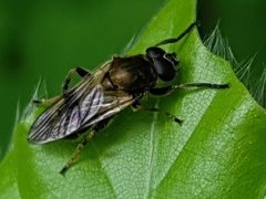 Myolepta