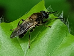 Myolepta