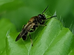 Myolepta