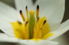 Tulipa bifloriformis