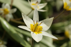 Tulipa bifloriformis