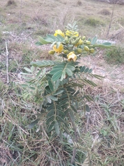 Senna multiglandulosa