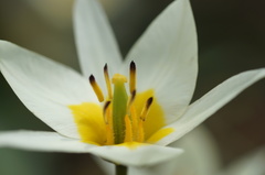 Tulipa bifloriformis