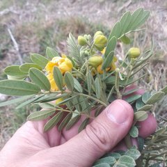 Senna multiglandulosa