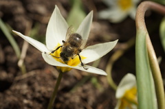 Tulipa bifloriformis