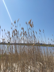 Phragmites australis