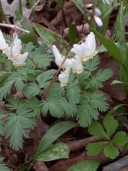 Dicentra cucullaria