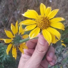 Tithonia tubaeformis