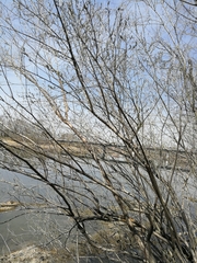 Salix