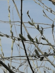Salix