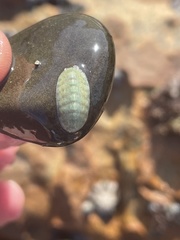 Ischnochiton oniscus