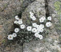 Castroviejoa frigida