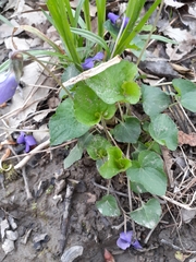 Viola sororia