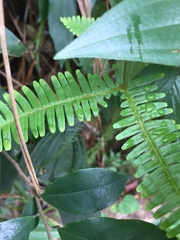 Dicranopteris pedata