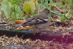 Fringilla coelebs
