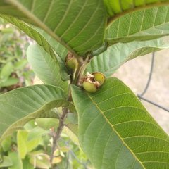 Psidium guajava