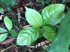 Sarcandra glabra