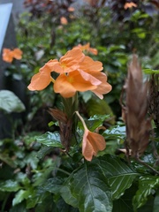 Crossandra infundibuliformis