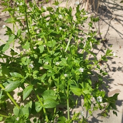 Stellaria media