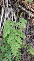 Adiantum andicola