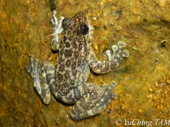 Amolops hongkongensis