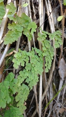 Adiantum andicola