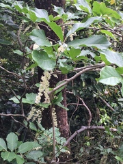 Homalium