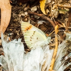 Colotis danae eupompe