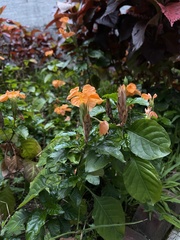 Crossandra infundibuliformis