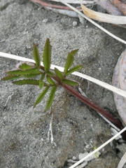 Angelica sylvestris
