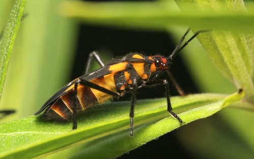 Milkweed Bug