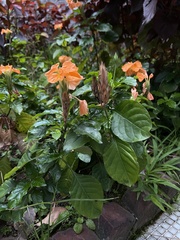 Crossandra infundibuliformis