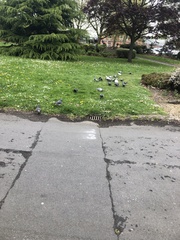 Columba livia domestica