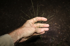 Digitaria parviflora