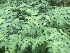 Heracleum sphondylium