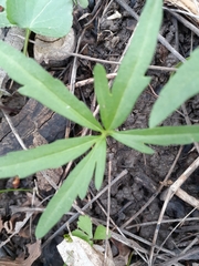 Cardamine concatenata