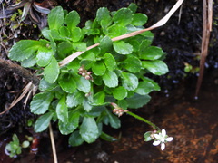 Micranthes stellaris